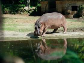 Zafari, filme de Mariana Rondón, é exibido na 48ª edição da Mostra Internacional de Cinema em São Paulo | Foto: Divulgação