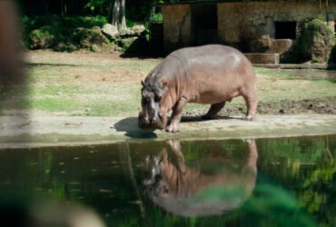 Zafari, filme de Mariana Rondón, é exibido na 48ª edição da Mostra Internacional de Cinema em São Paulo | Foto: Divulgação