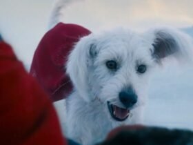 krypto série superman