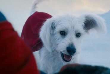 krypto série superman