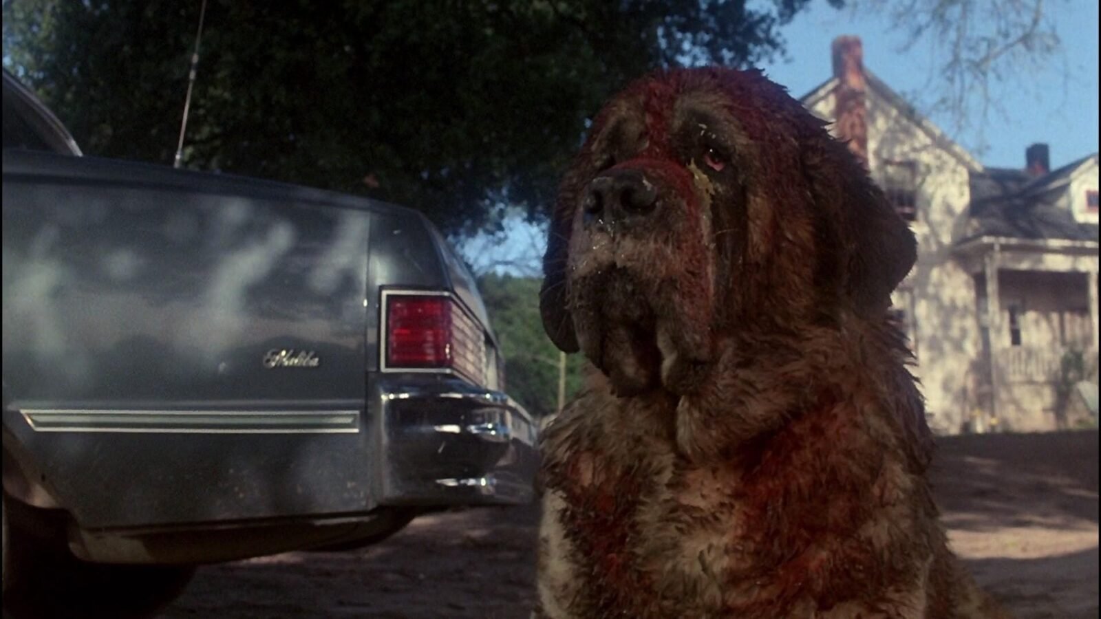 Remake de ‘Cujo’, de Stephen King, está em desenvolvimento na Netflix