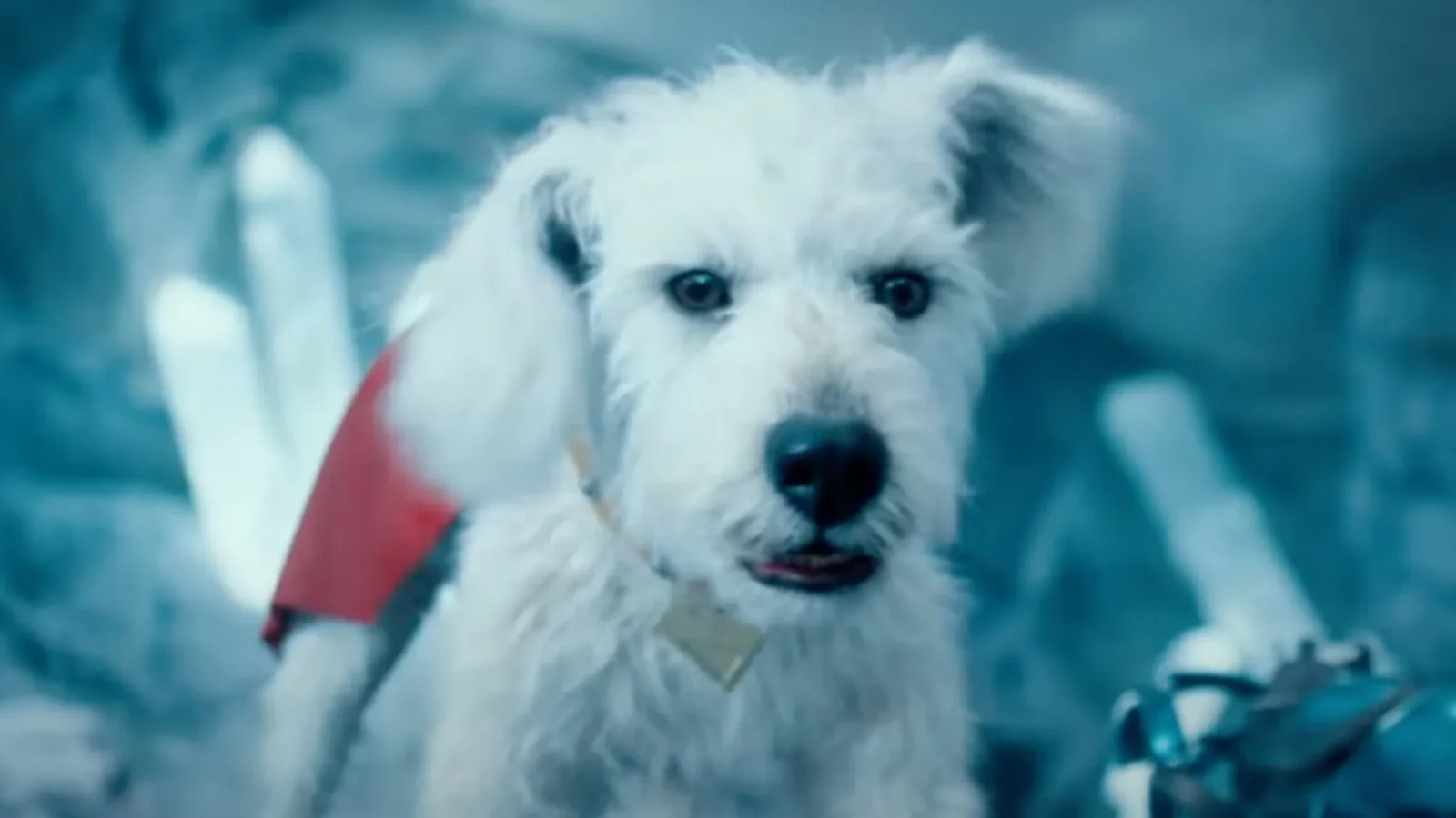 Superman impulsiona adoção de cães nos EUA após estreia de Krypto nos cinemas
